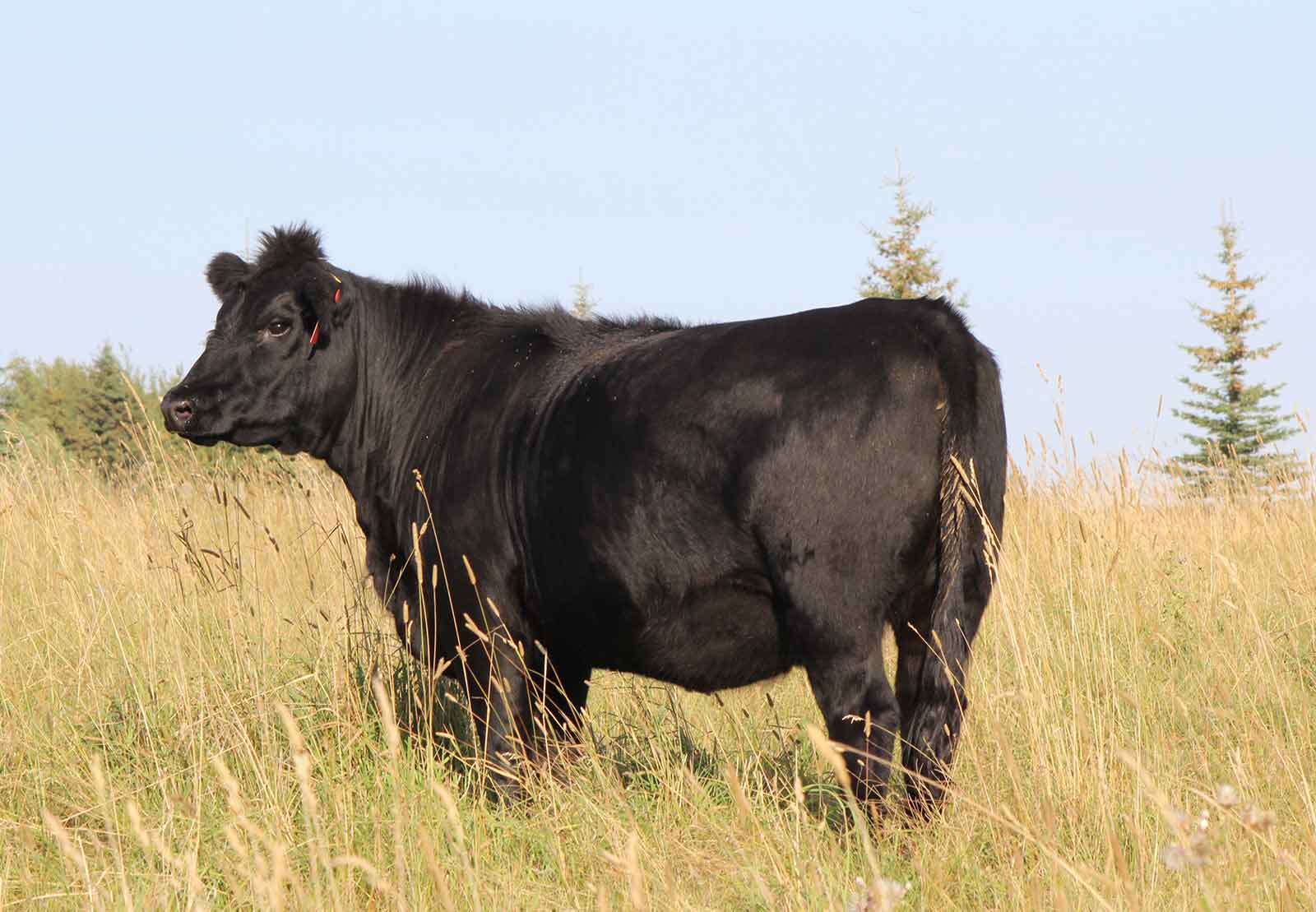 Commercial Angus female