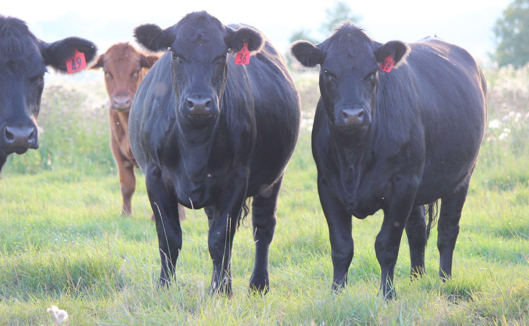 Commercial cattle female pictures