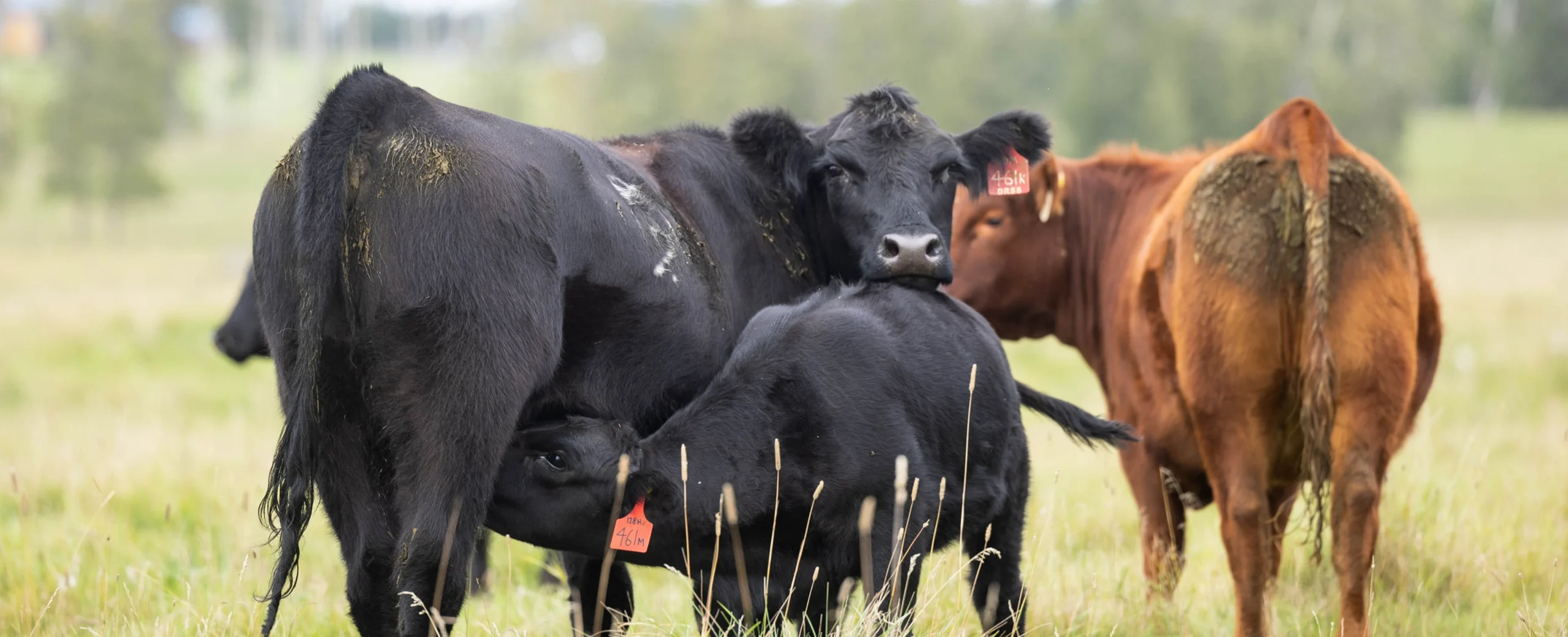 Black Angus calf nursing from its mother in a pasture