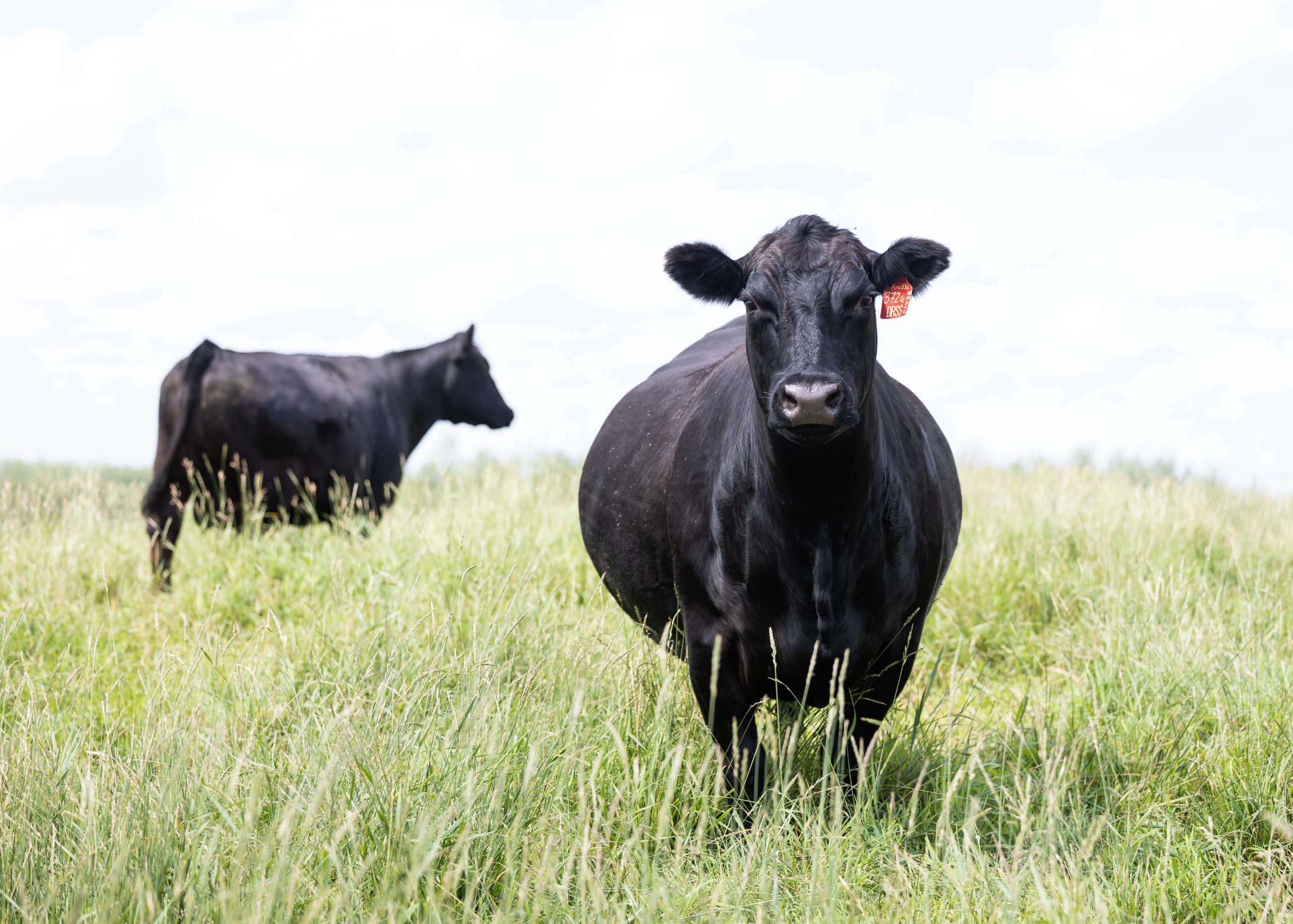 Black Angus cows standing in a grass pasture