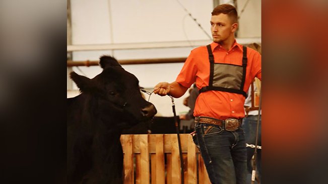 Dylan Fuller preparing a show heifer for Dun Rite Stock and Stables