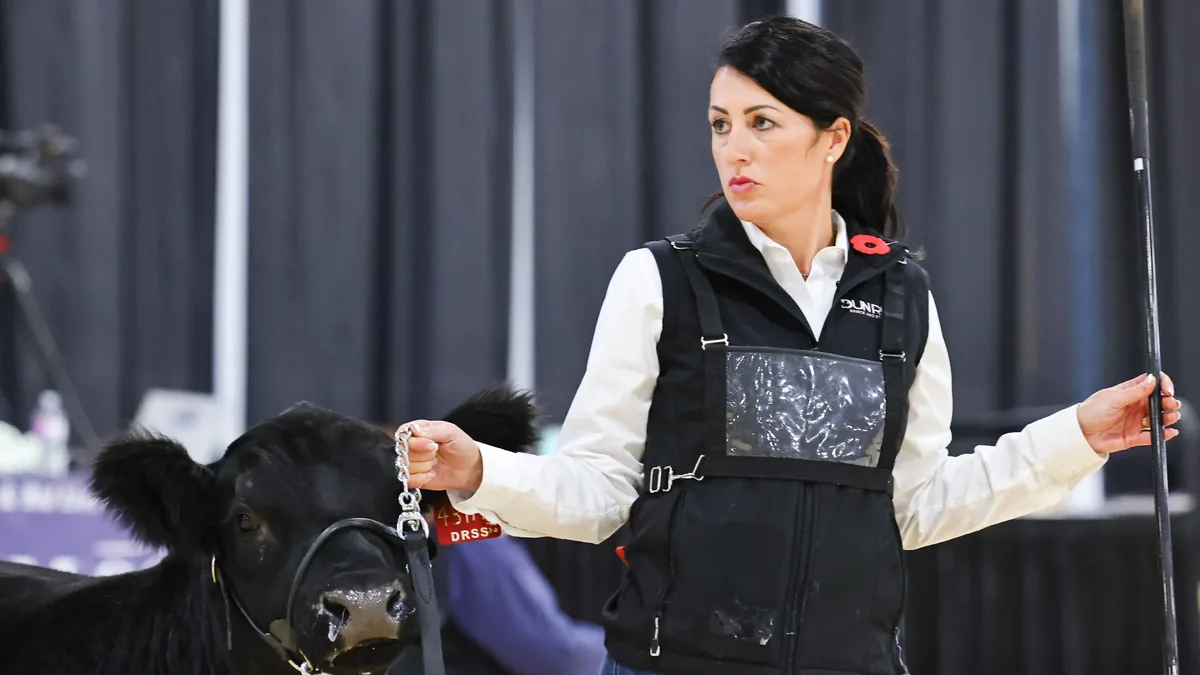 Handler in a Dun Rite vest showing a black Angus heifer in the show ring